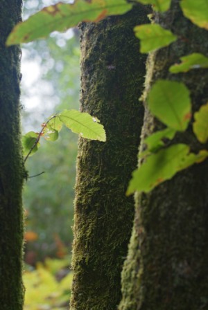 Stacks Image 55